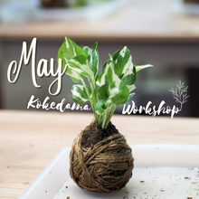 Load image into Gallery viewer, Kokedama Workshop - 18th May 2024
