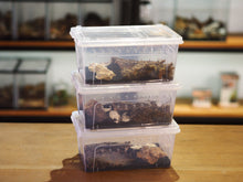 Load image into Gallery viewer, Isopod Habitat DIY Kit
