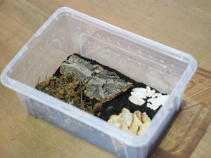 Isopod Habitat DIY Kit