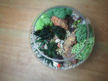 Load image into Gallery viewer, Open Succulent Terrarium DIY Kit
