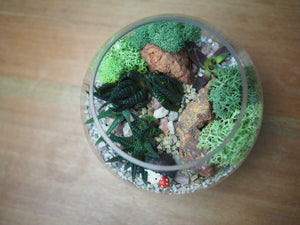 Open Succulent Terrarium DIY Kit